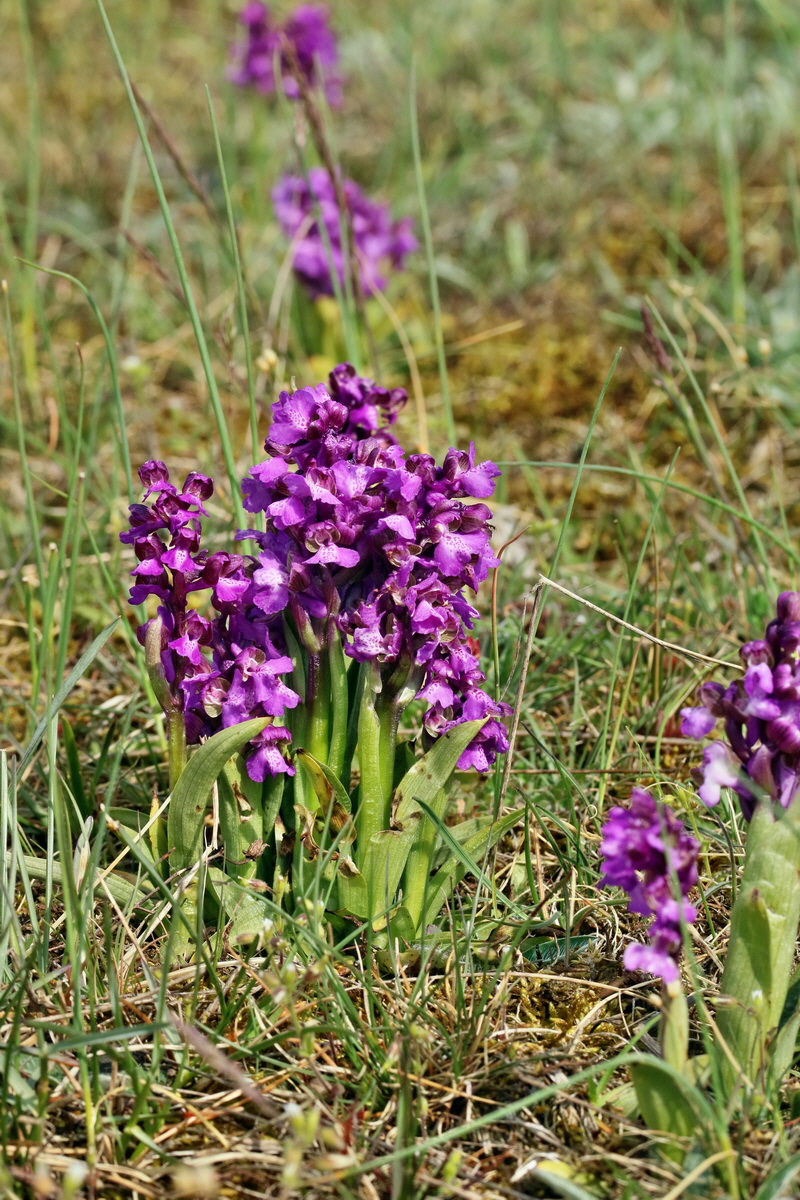 RNA_2017_05_03_2014p_Bildgr��e �ndern