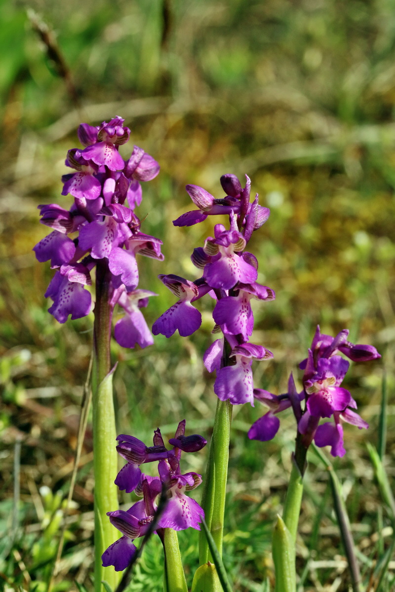 RNA_2017_05_03_2016p_Bildgr��e �ndern