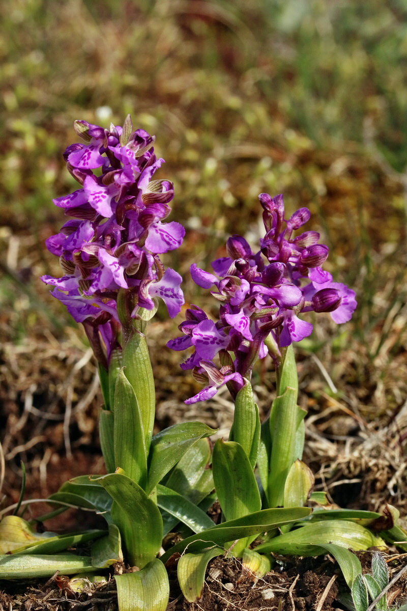 RNA_2017_05_03_2032p_Bildgr��e �ndern