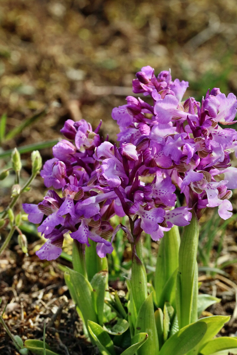 RNA_2017_05_03_2034p_Bildgr��e �ndern