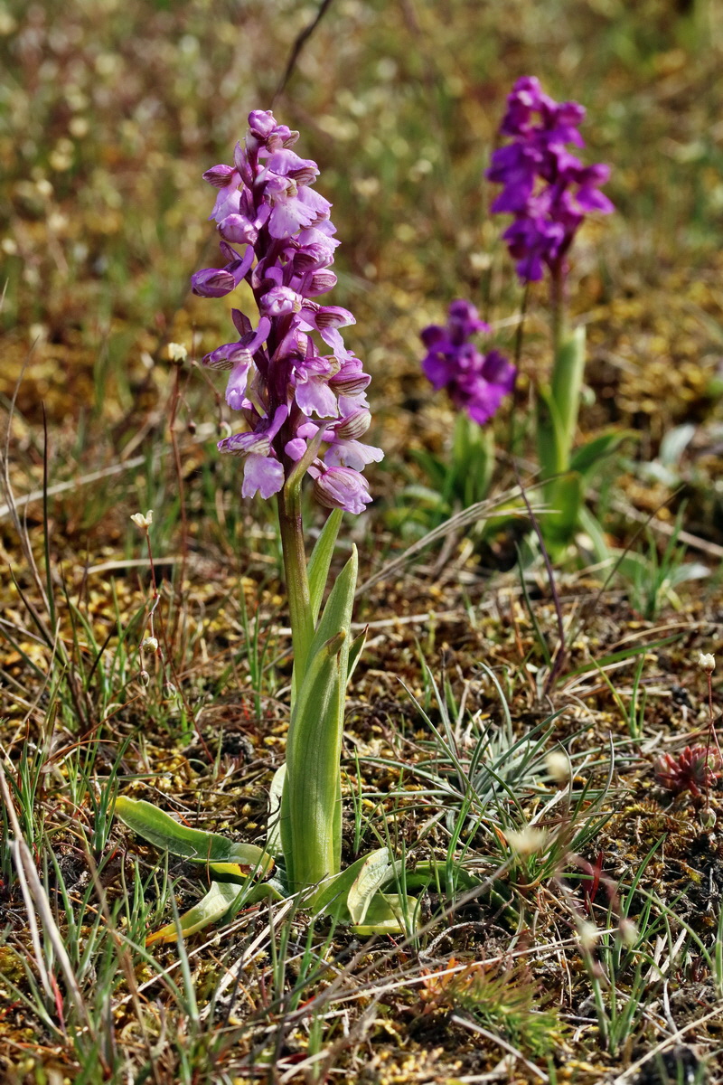 RNA_2017_05_03_2036p_Bildgr��e �ndern