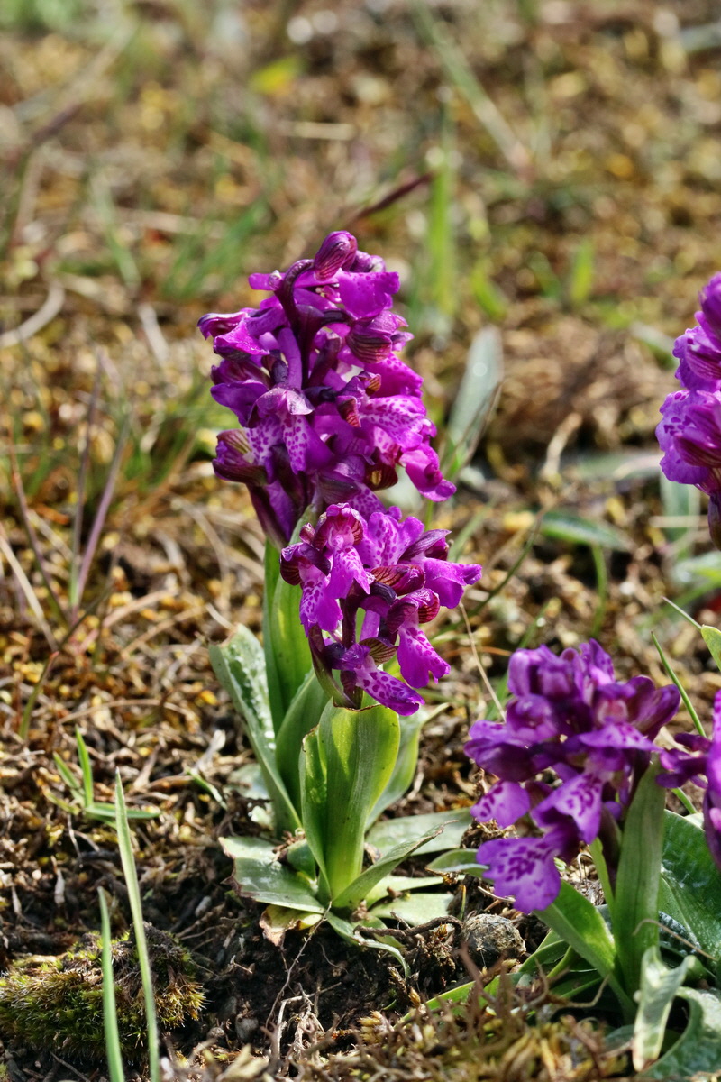 RNA_2017_05_03_2038p_Bildgr��e �ndern