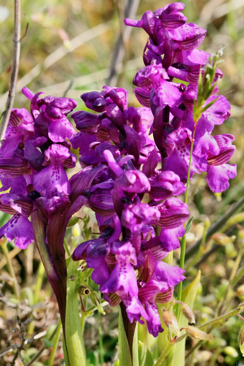 RNA_2017_05_03_2049p_Bildgr��e �ndern