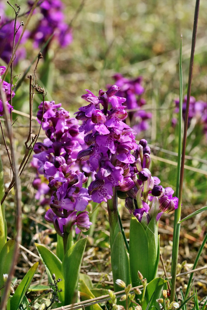 RNA_2017_05_03_2051p_Bildgr��e �ndern