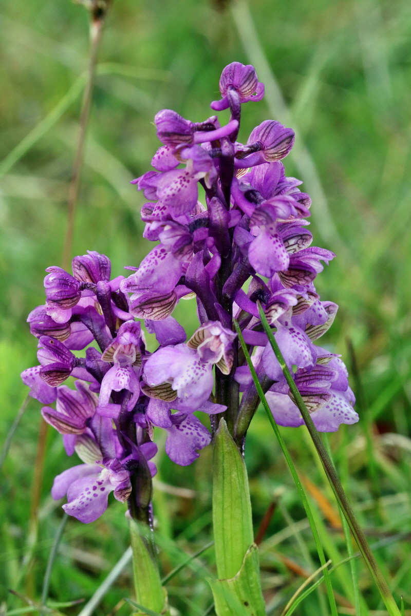 RNA_2017_05_03_2117p_Bildgr��e �ndern