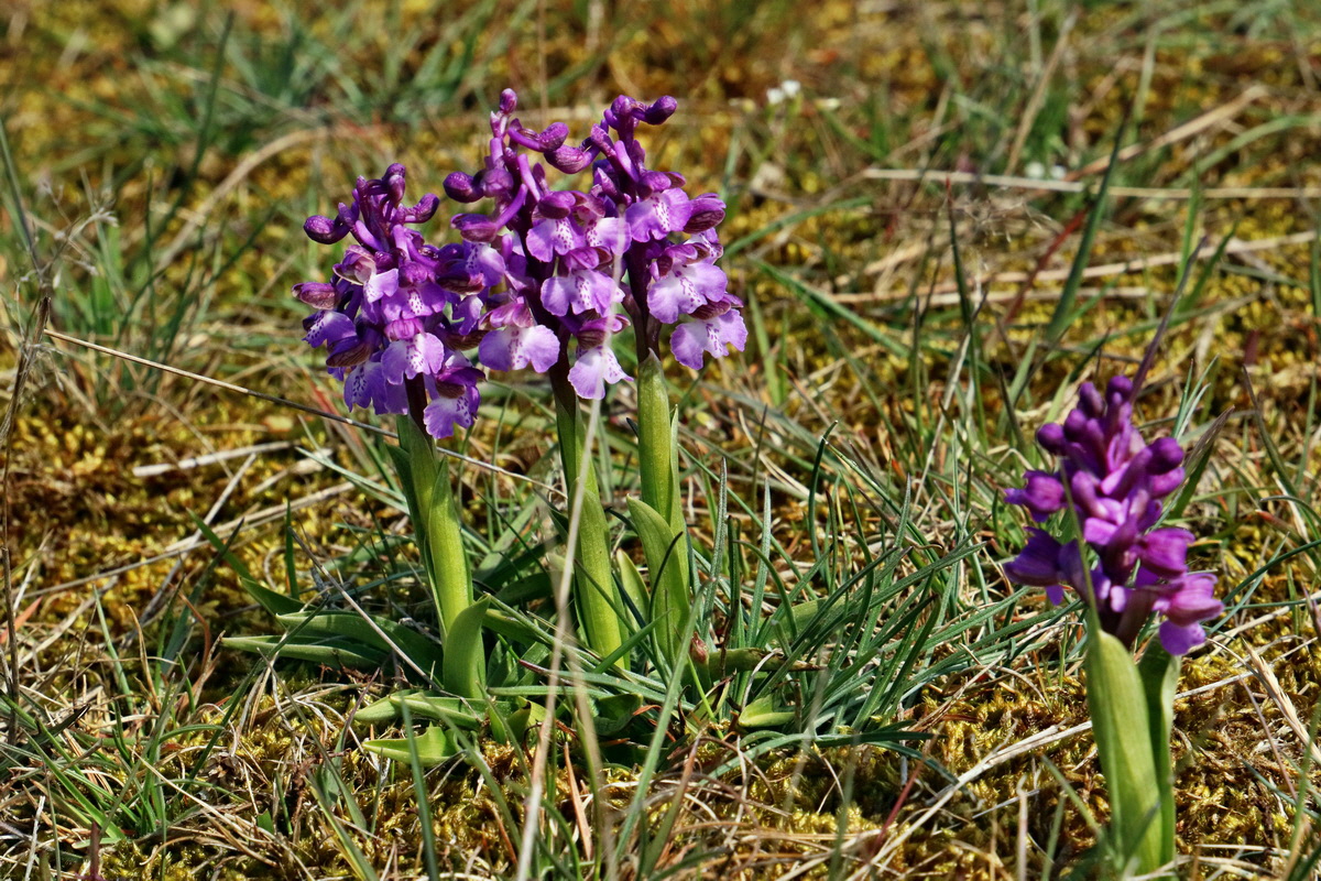 RNA_2017_05_03_2288p_Bildgr��e �ndern