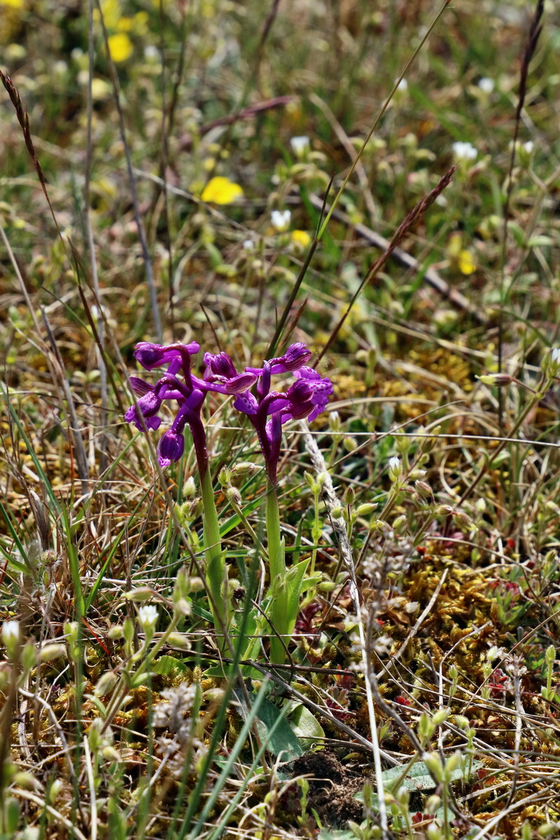 RNA_2017_05_03_2328p_Bildgr��e �ndern