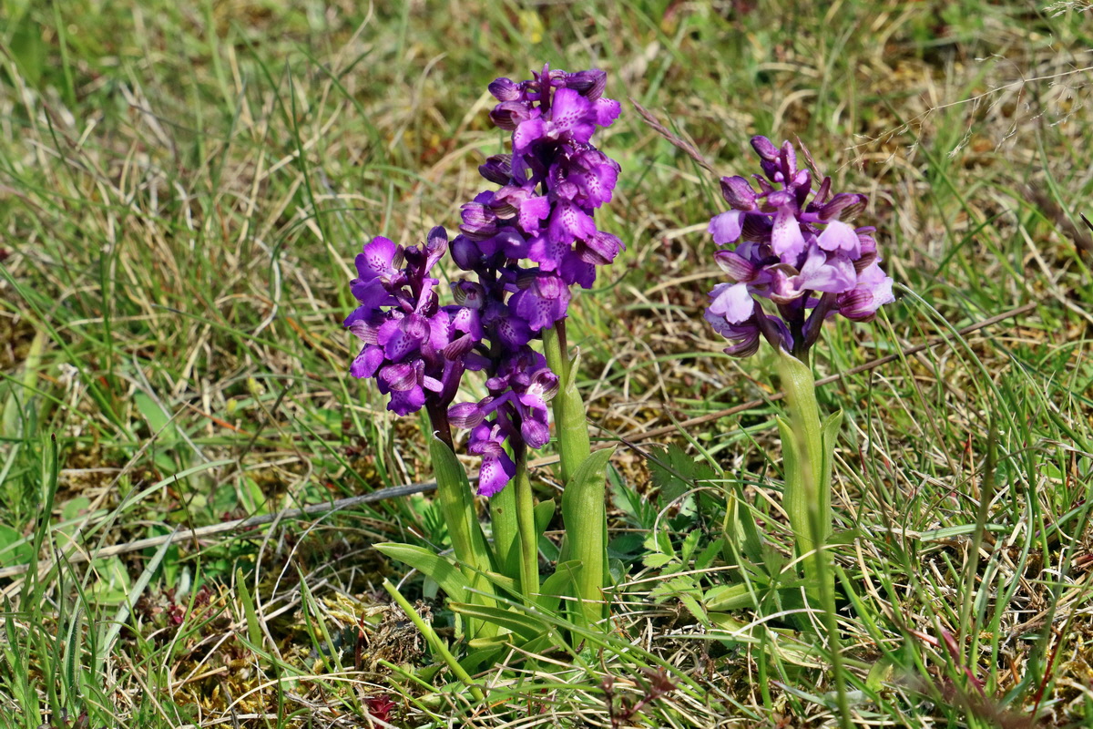 RNA_2017_05_03_2354p_Bildgr��e �ndern