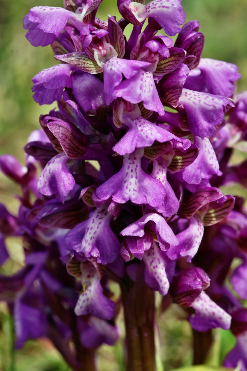 RNA_2017_05_03_2425p_Bildgr��e �ndern