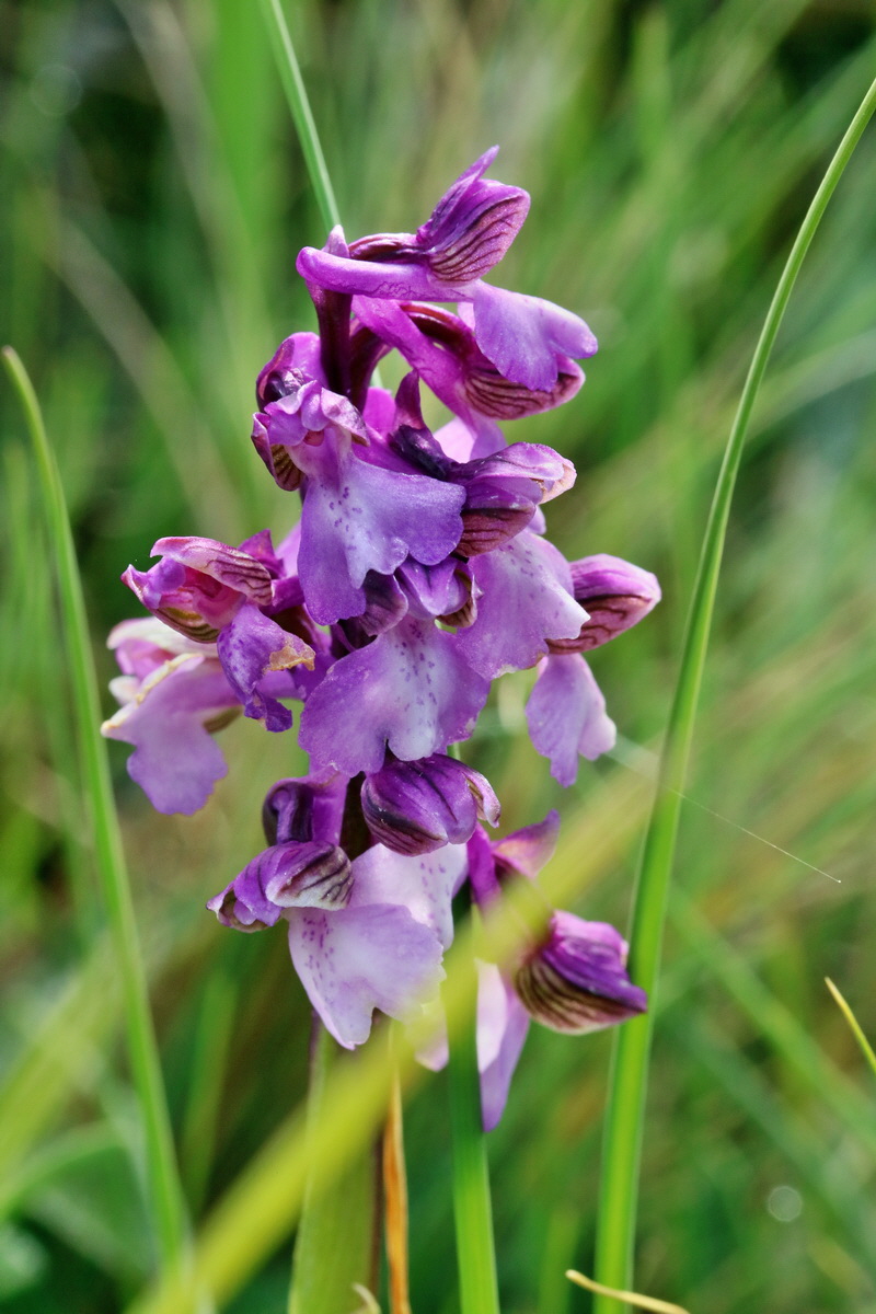 RNA_2017_05_03_1618p_Bildgr��e �ndern