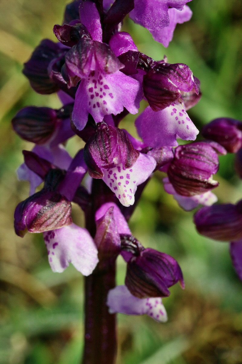 RNA_2017_05_03_1717p_Bildgr��e �ndern