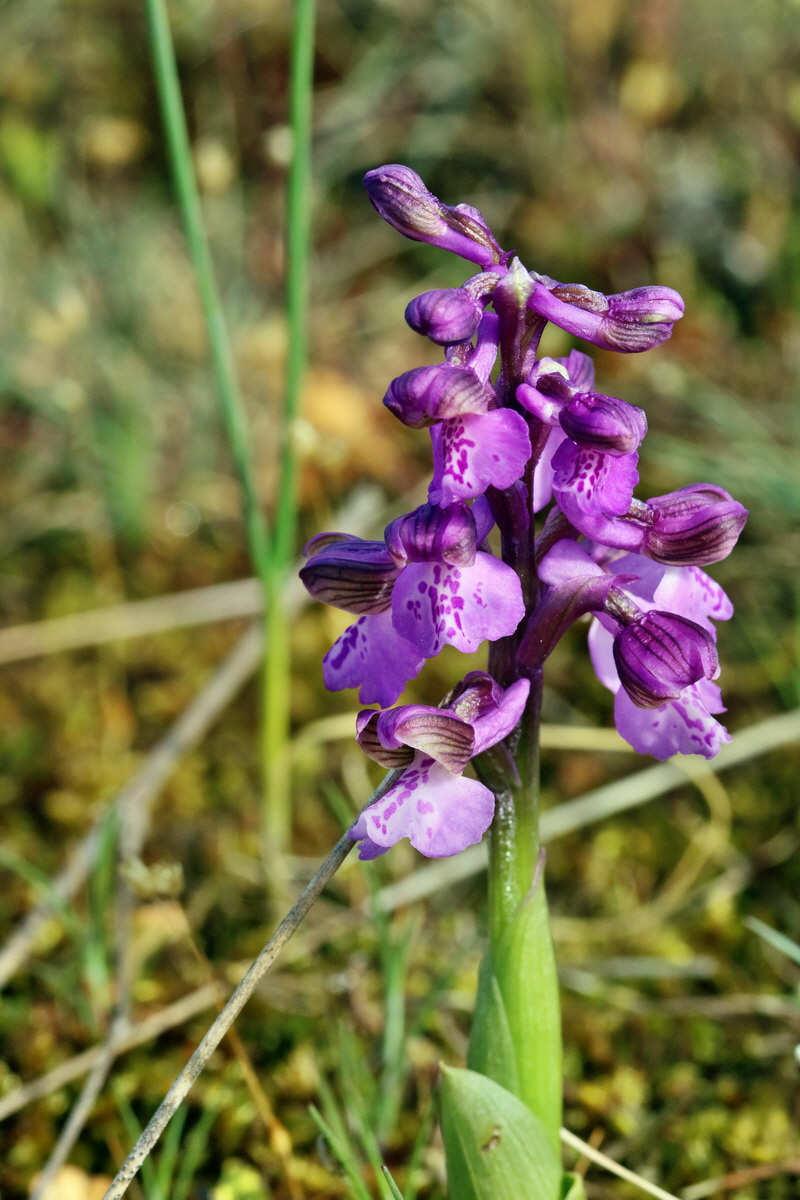 RNA_2017_05_03_1737p_Bildgr��e �ndern