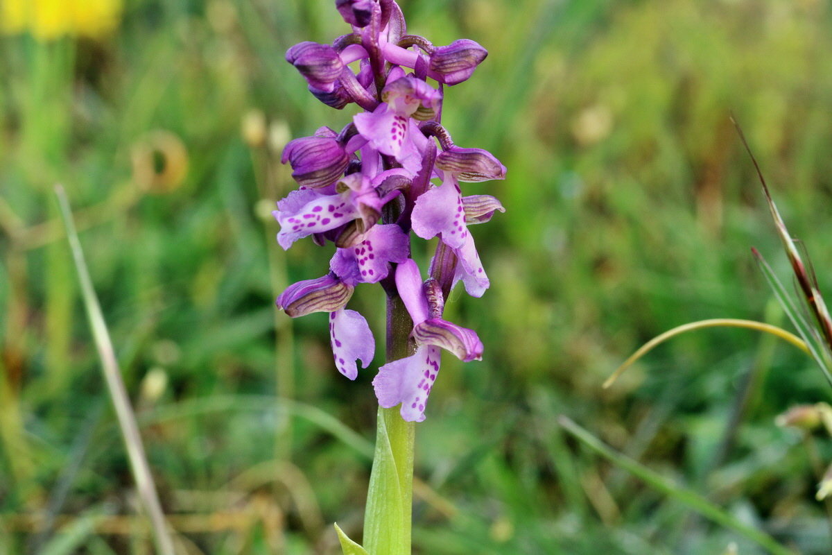 RNA_2017_05_03_1841p_Bildgr��e �ndern