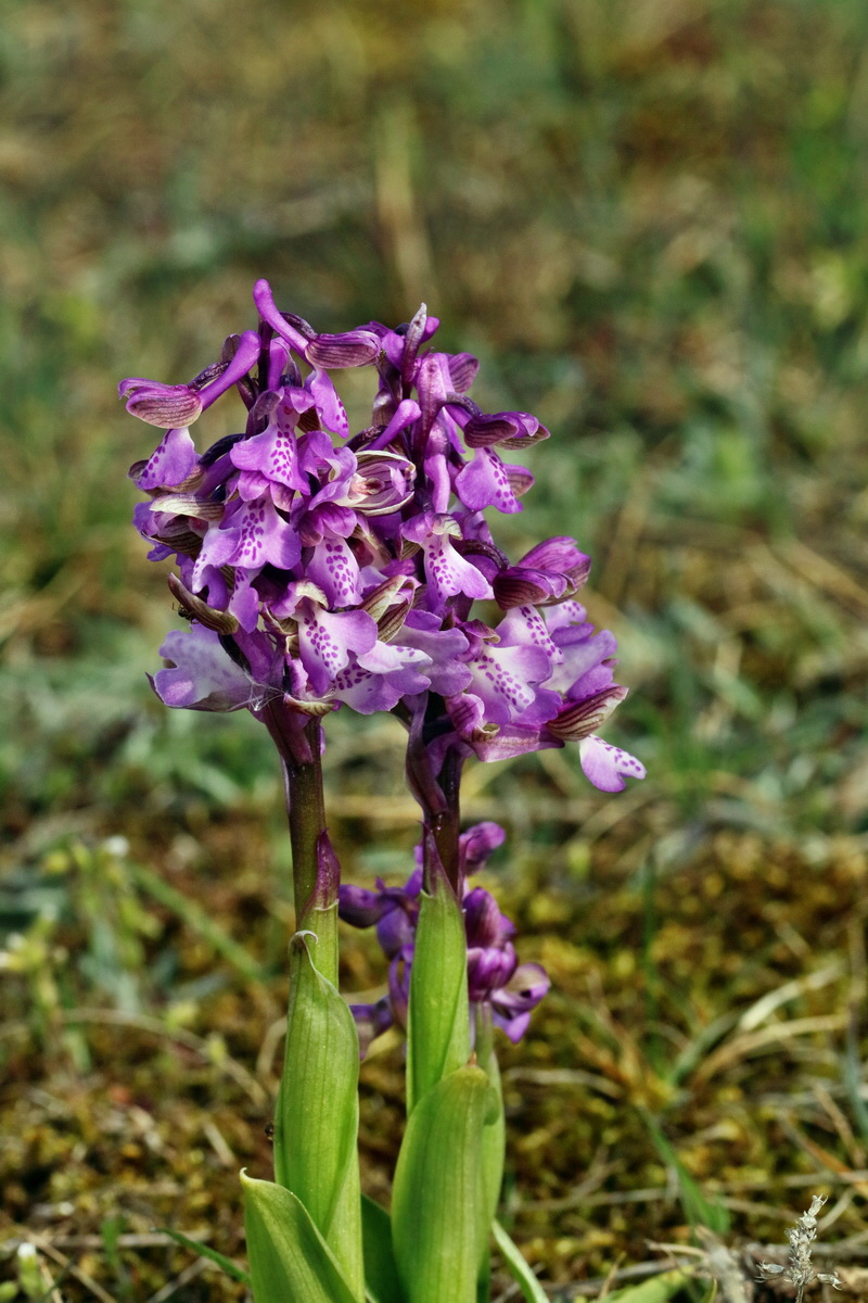 RNA_2017_05_03_2030p_Bildgr��e �ndern