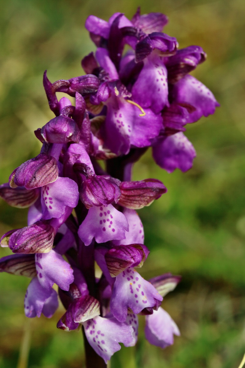 RNA_2017_05_03_2419p_Bildgr��e �ndern