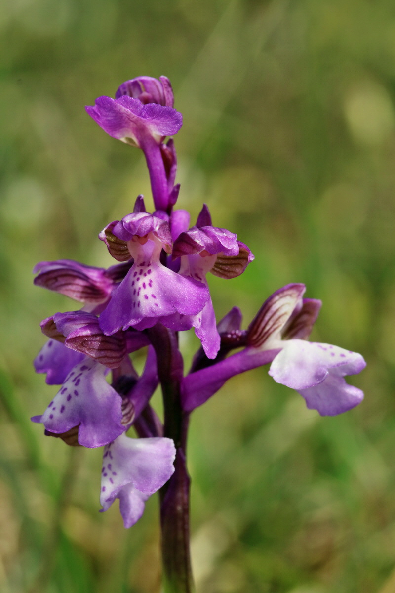 RNA_2017_05_03_2470p_Bildgr��e �ndern