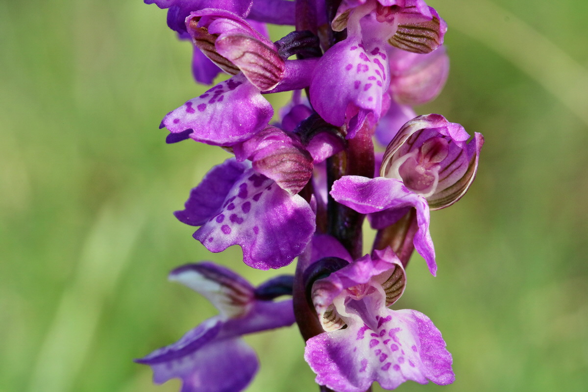 RNA_2017_05_03_1510p_Bildgr��e �ndern