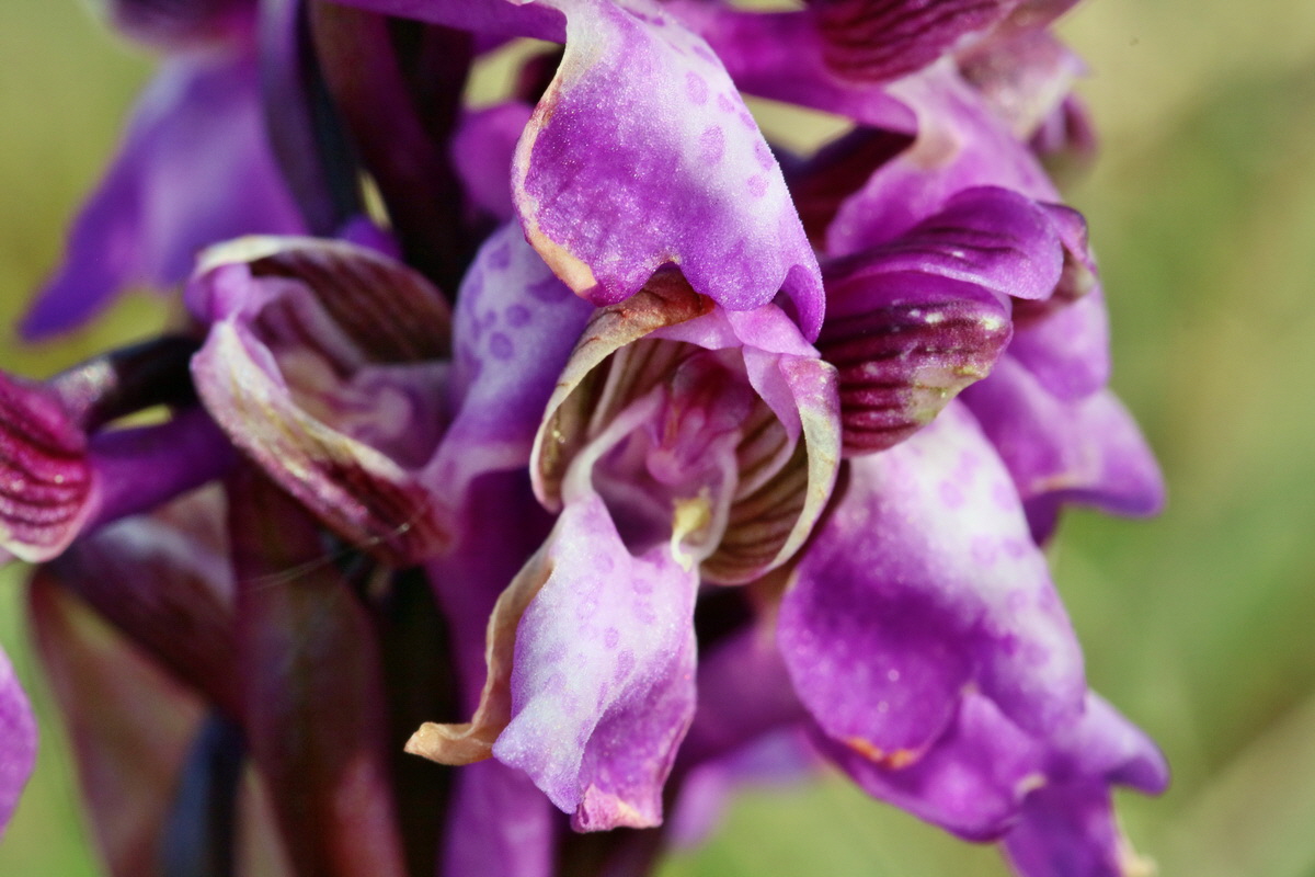 RNA_2017_05_03_1512p_Bildgr��e �ndern