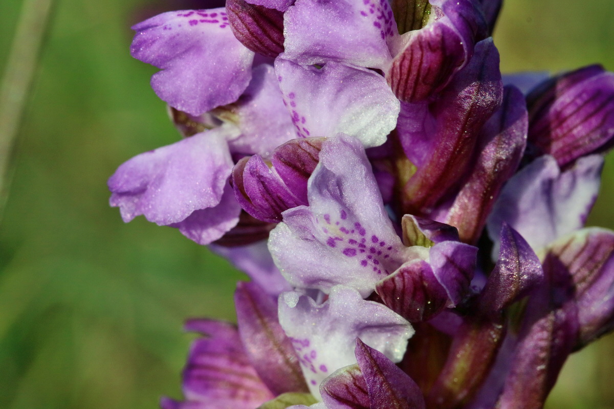 RNA_2017_05_03_1520p_Bildgr��e �ndern