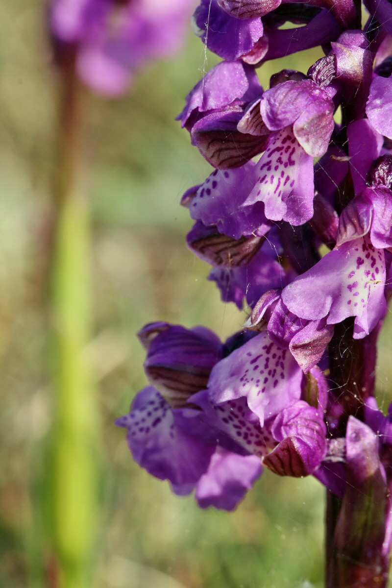 RNA_2017_05_03_1535p_Bildgr��e �ndern