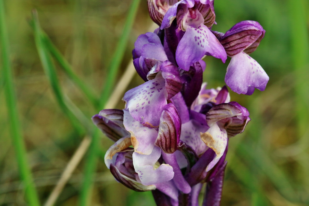 RNA_2017_05_03_1587p_Bildgr��e �ndern