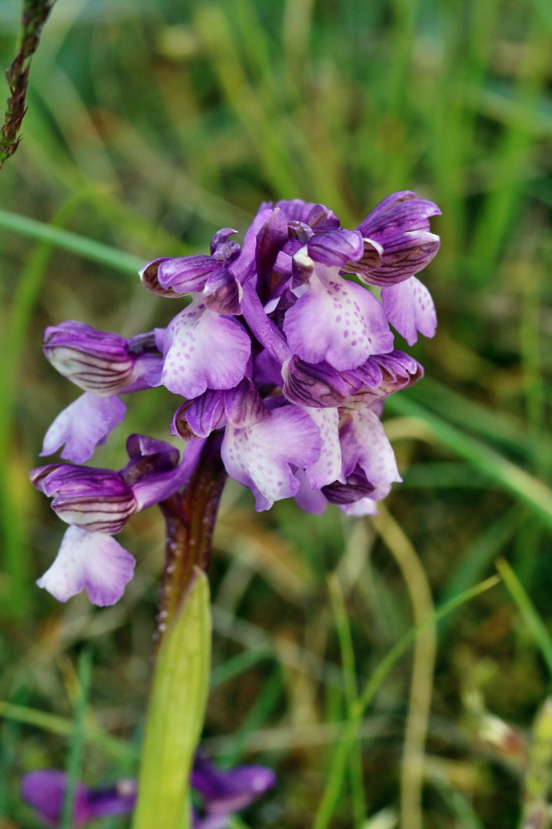 RNA_2017_05_03_1600p_Bildgr��e �ndern