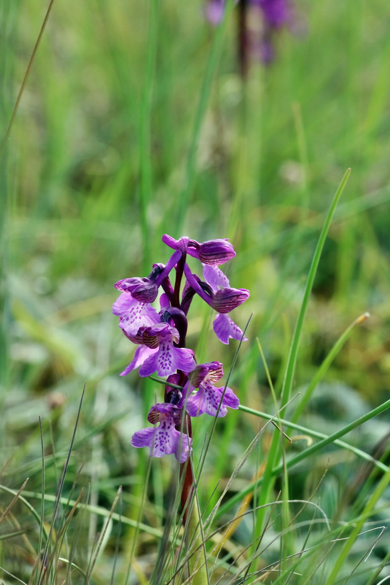 RNA_2017_05_03_1610p_Bildgr��e �ndern