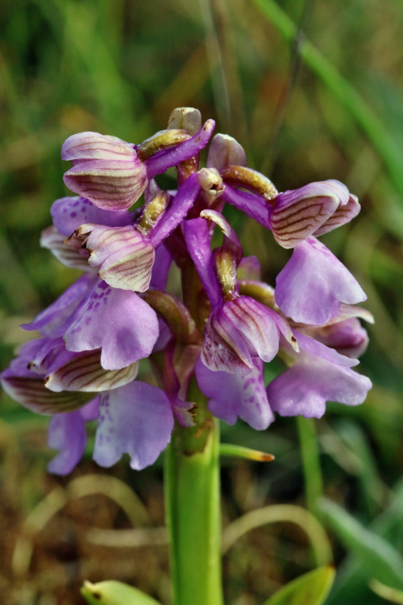 RNA_2017_05_03_1616p_Bildgr��e �ndern