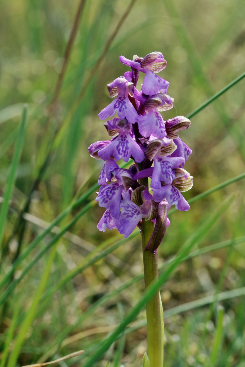 RNA_2017_05_03_1621p_Bildgr��e �ndern