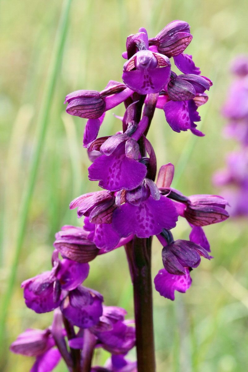 RNA_2017_05_03_1627p_Bildgr��e �ndern