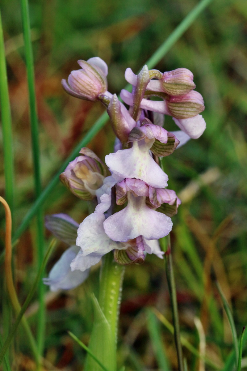 RNA_2017_05_03_1630p_Bildgr��e �ndern