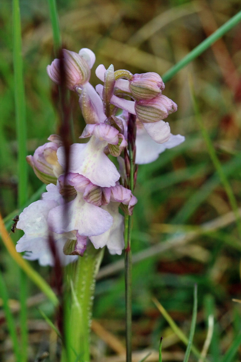 RNA_2017_05_03_1634p_Bildgr��e �ndern