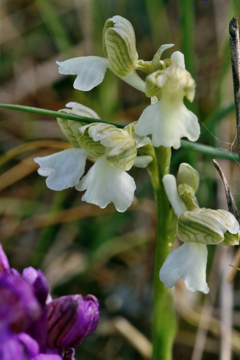 RNA_2017_05_03_1647p_Bildgr��e �ndern