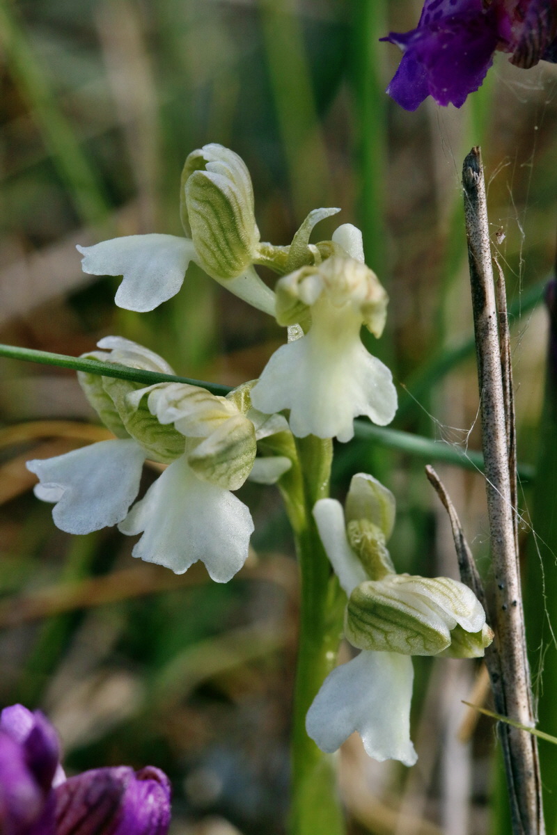 RNA_2017_05_03_1649p_Bildgr��e �ndern