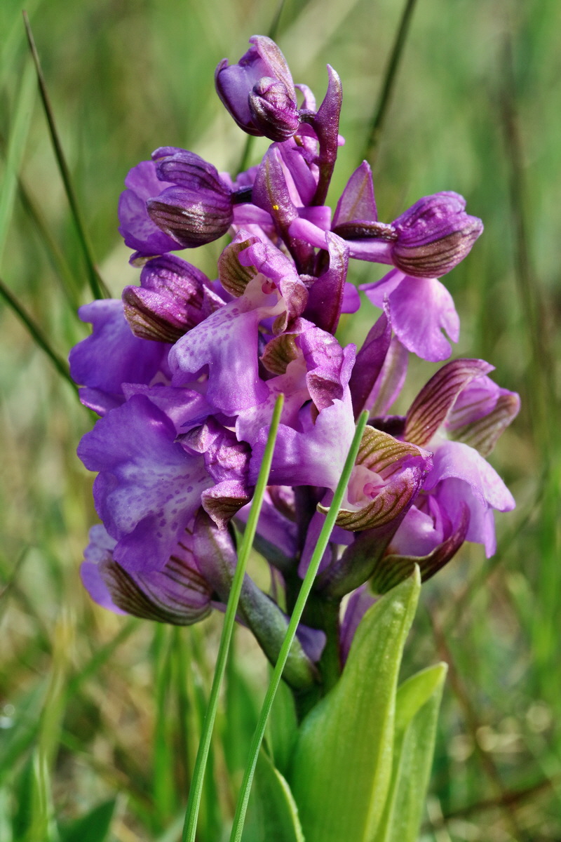 RNA_2017_05_03_1675p_Bildgr��e �ndern