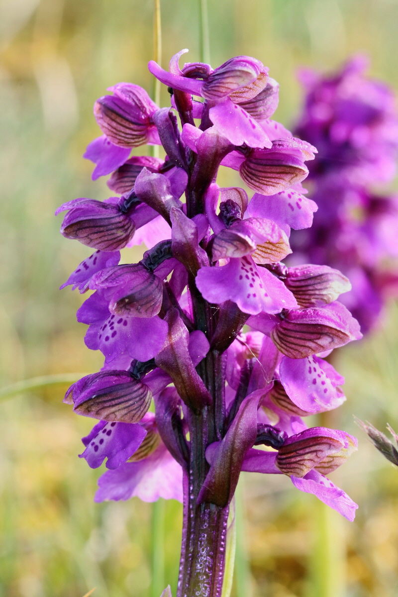 RNA_2017_05_03_1679p_Bildgr��e �ndern