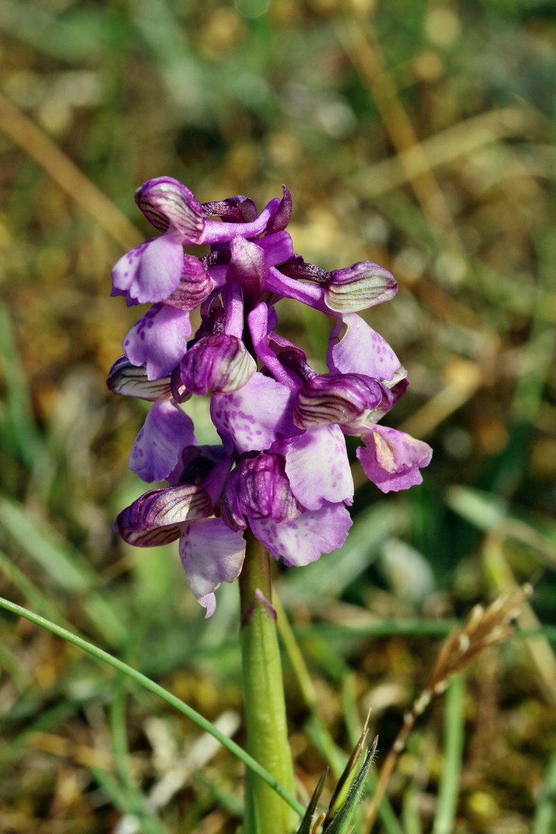 RNA_2017_05_03_1719p_Bildgr��e �ndern