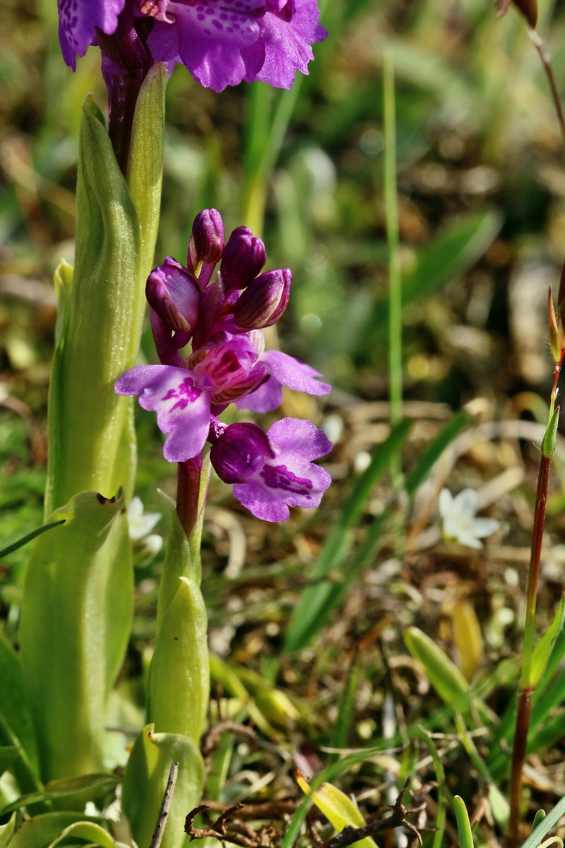 RNA_2017_05_03_1722p_Bildgr��e �ndern