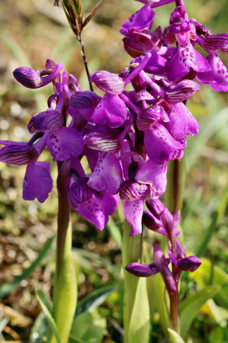 RNA_2017_05_03_1724p_Bildgr��e �ndern