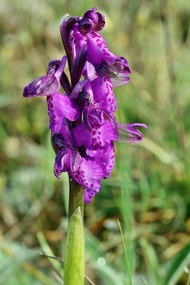 RNA_2017_05_03_1746p_Bildgr��e �ndern