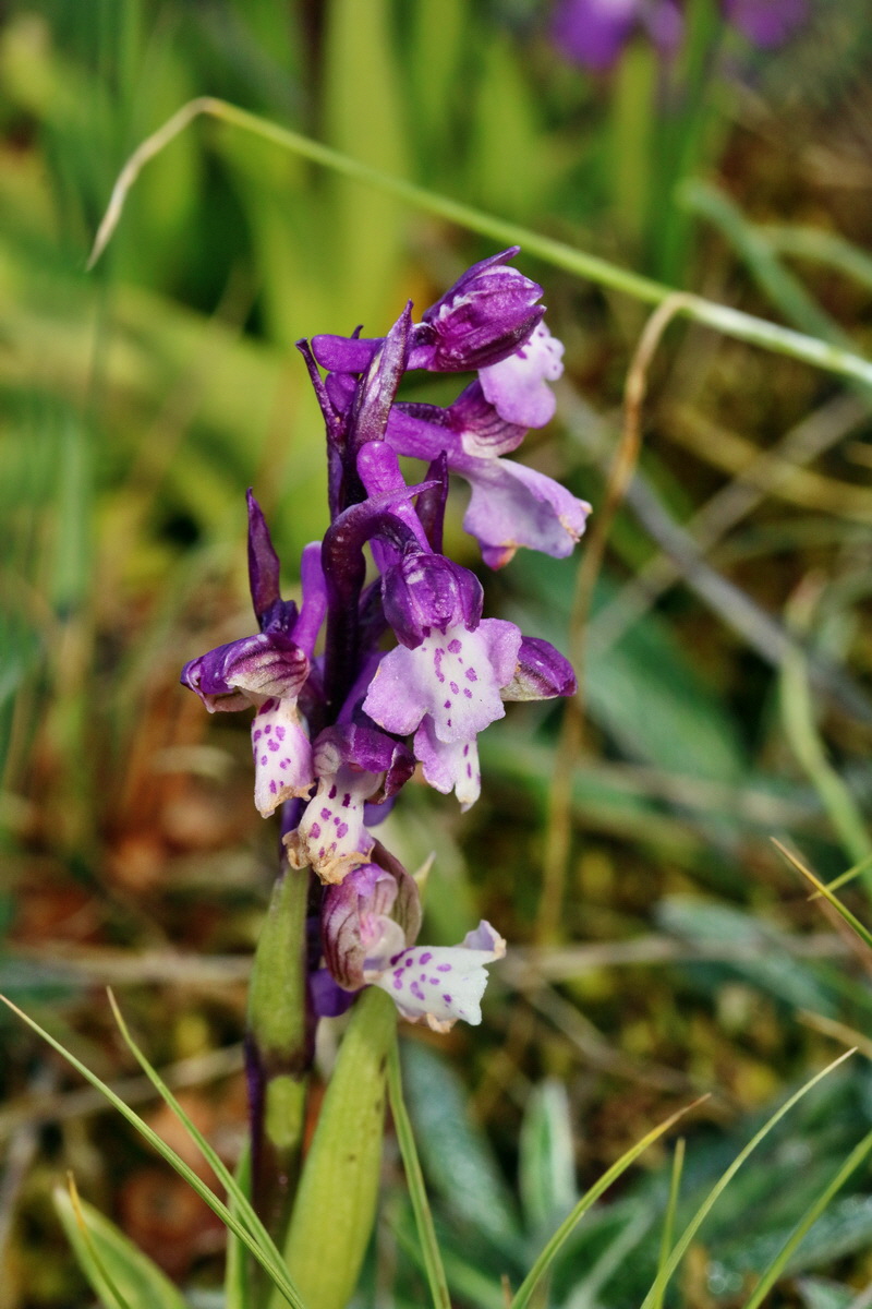 RNA_2017_05_03_1759p_Bildgr��e �ndern