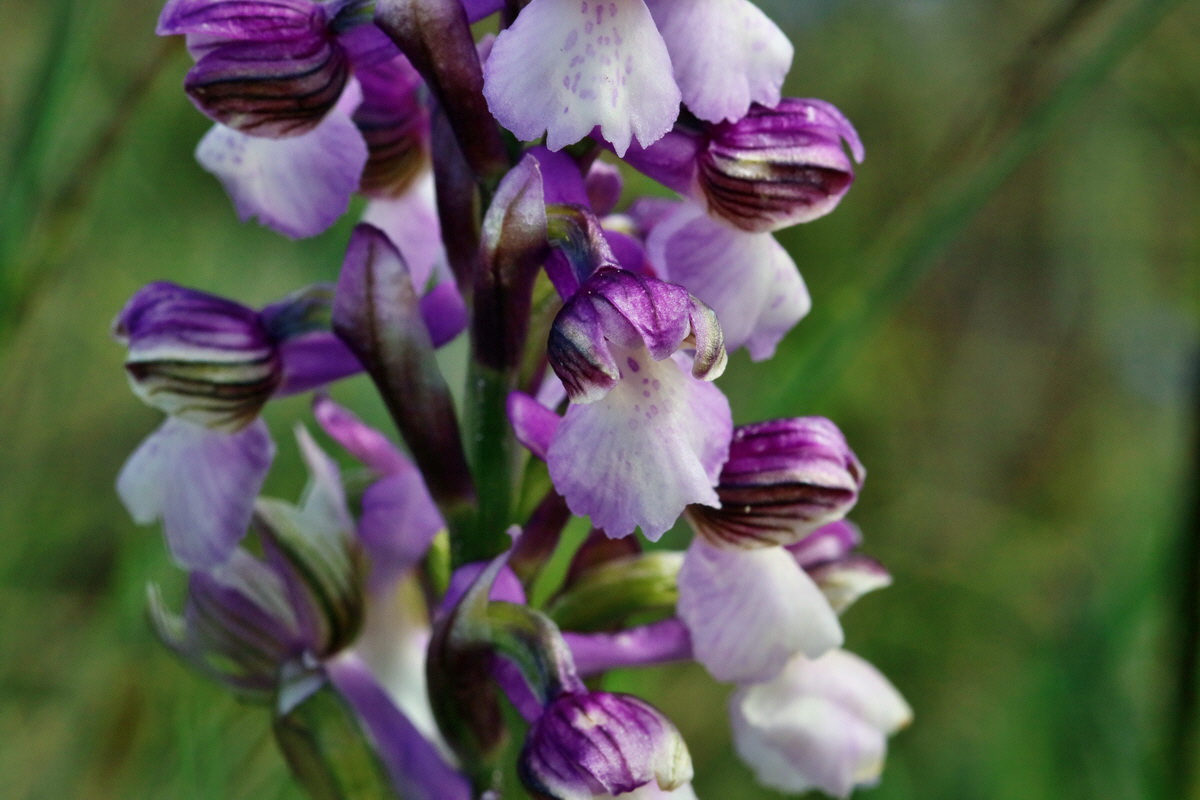 RNA_2017_05_03_1784p_Bildgr��e �ndern