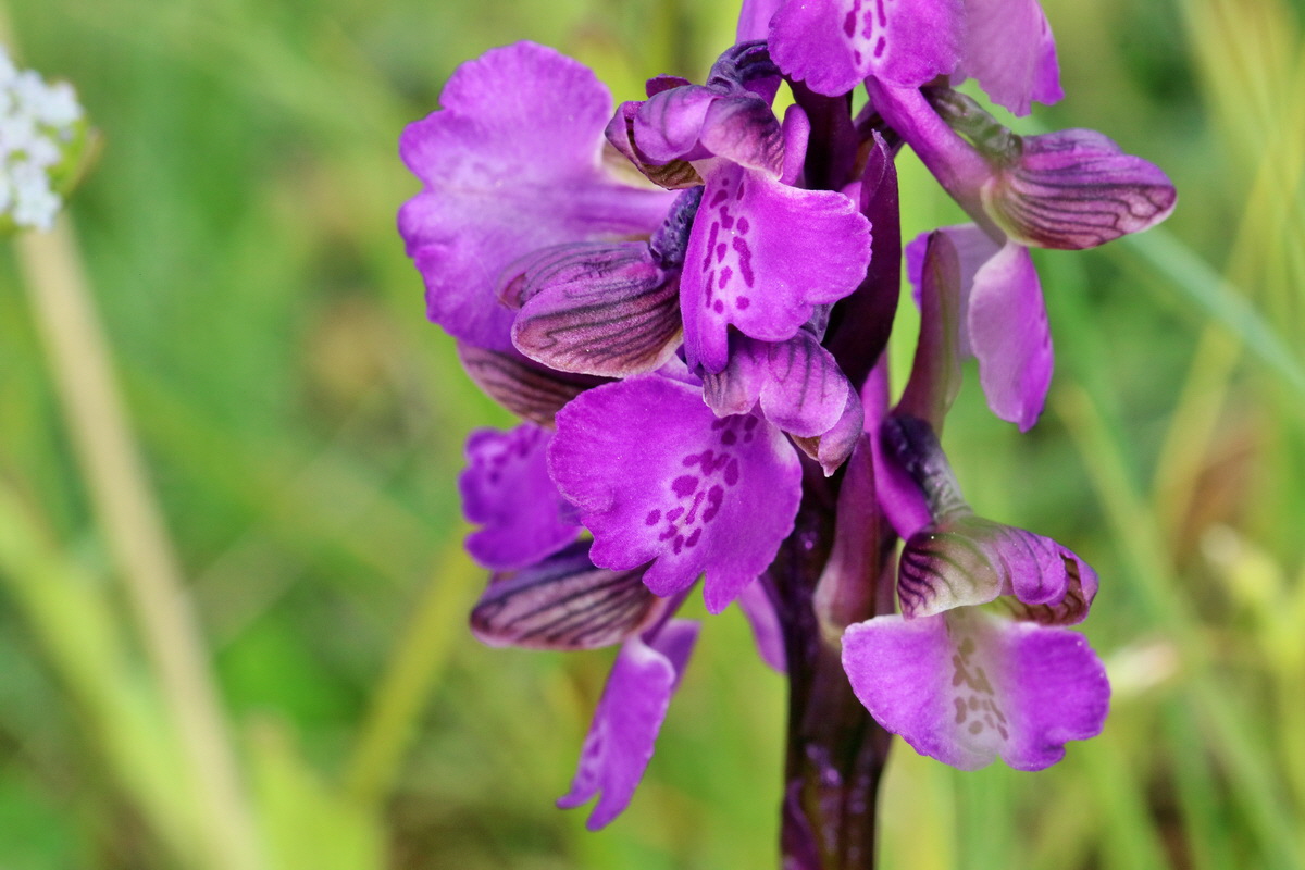 RNA_2017_05_03_1793p_Bildgr��e �ndern