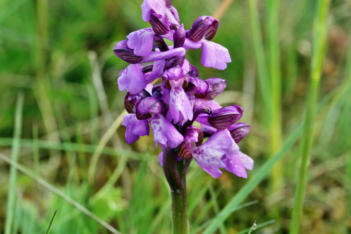 RNA_2017_05_03_1795p_Bildgr��e �ndern