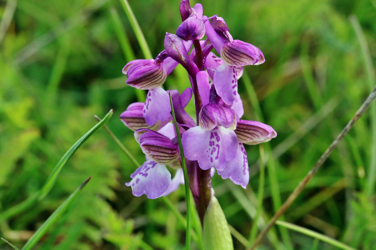 RNA_2017_05_03_1799p_Bildgr��e �ndern