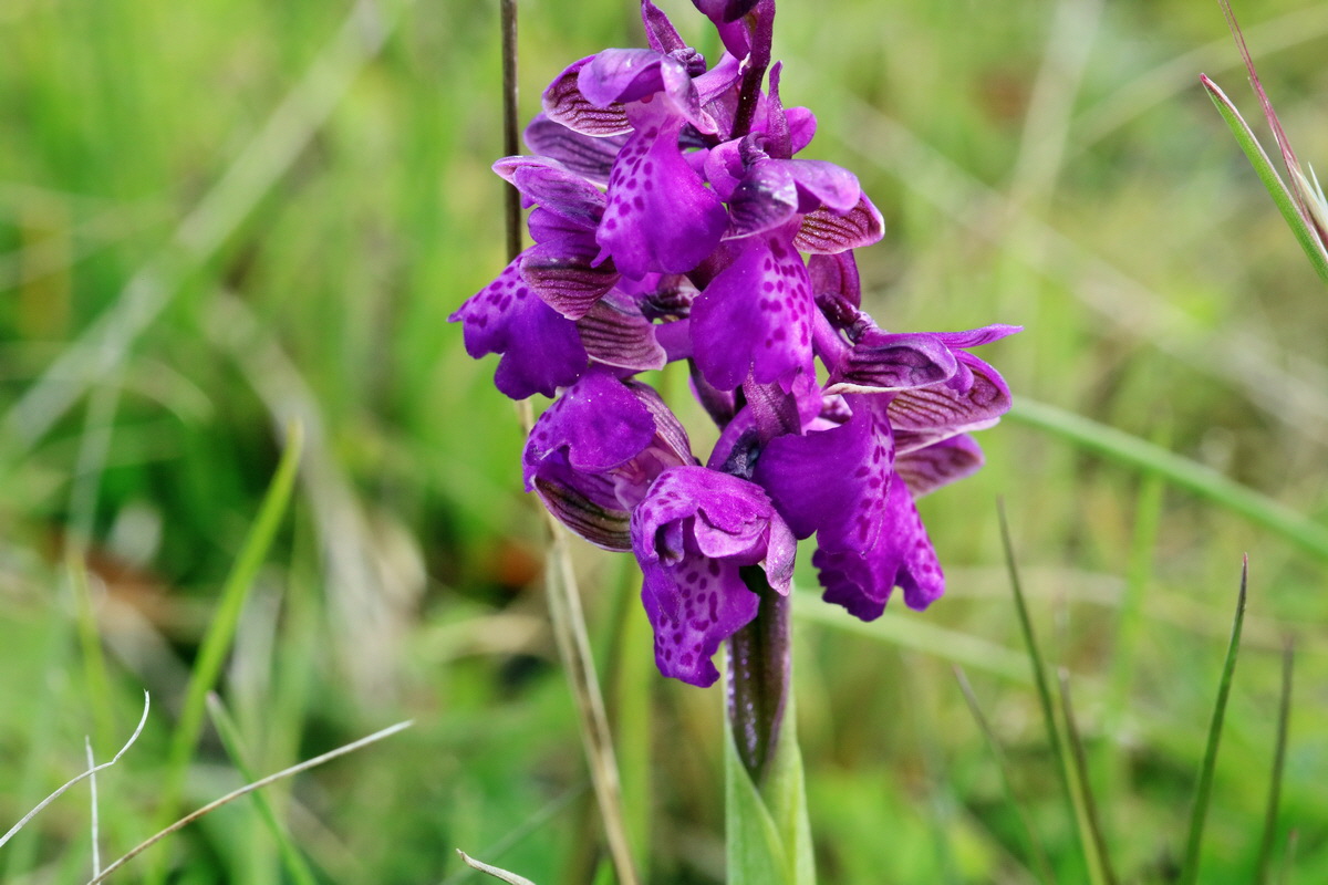 RNA_2017_05_03_1801p_Bildgr��e �ndern