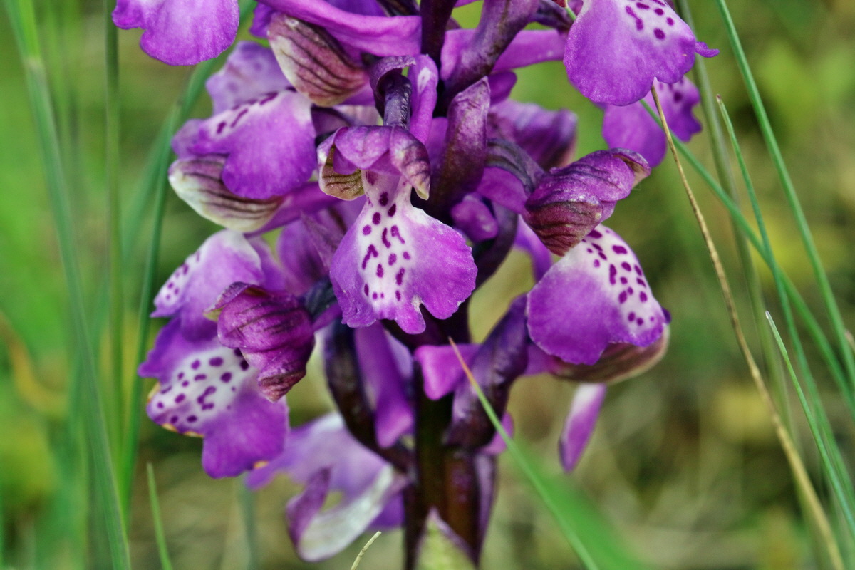 RNA_2017_05_03_1806p_Bildgr��e �ndern