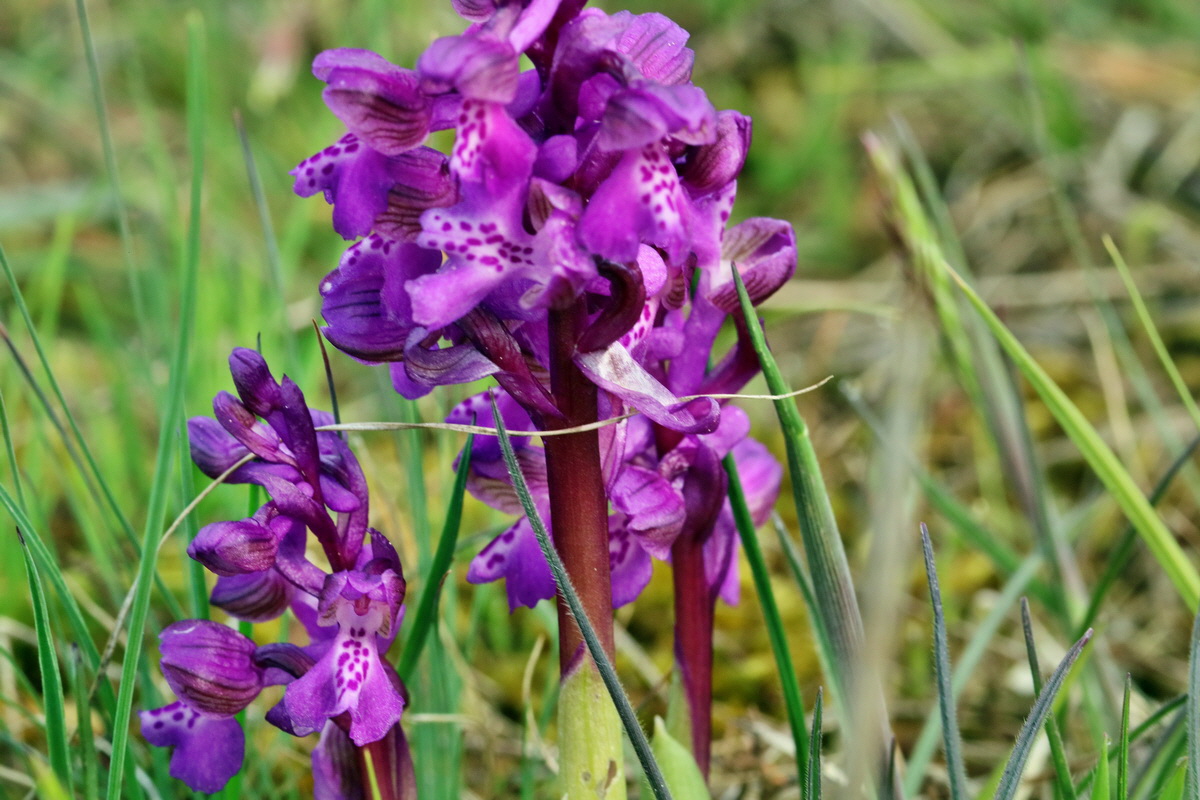 RNA_2017_05_03_1808p_Bildgr��e �ndern