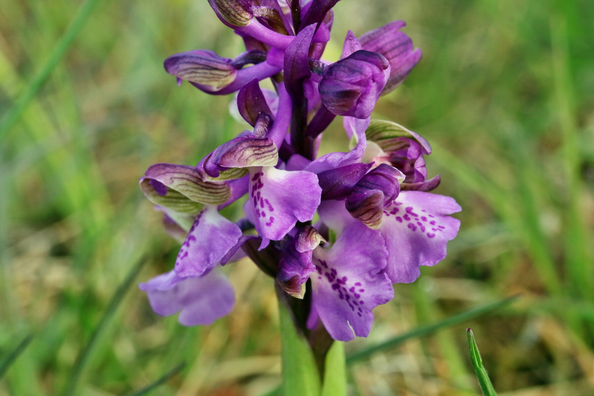 RNA_2017_05_03_1809p_Bildgr��e �ndern