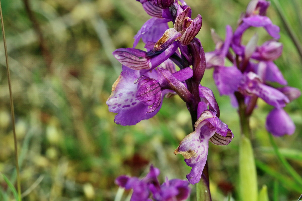 RNA_2017_05_03_1812p_Bildgr��e �ndern